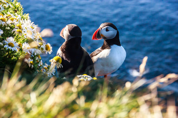 Icelandic Puffin bird couple standing in the flower bushes on the rocky cliff on a sunny day at Latrabjarg, Iceland, Europe.