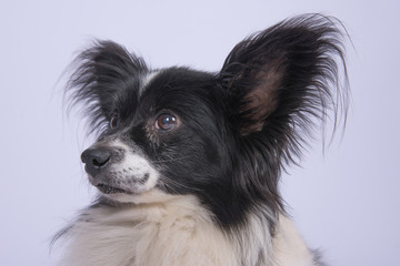 Fototapeta premium Kleiner schwarz weißer Hund vor weißem Hintergrund