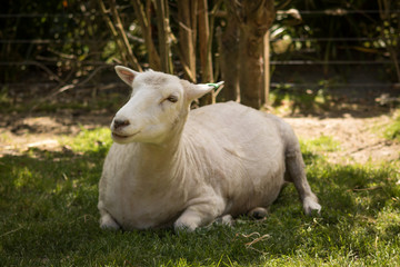 NZ Sheep After Sheering 