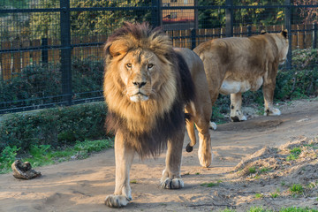 Naklejka premium Lion in the zoo
