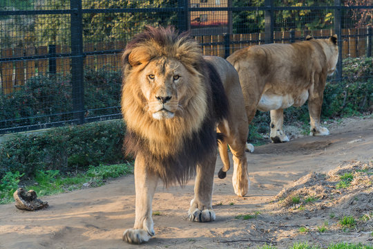 Lion in the zoo
