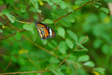 Butterfly with the leaves of the fence