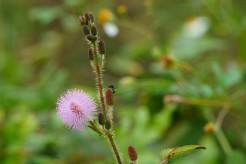 Beautiful flowers of the countryside. Mimosa pudica