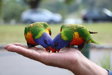 Rainbow Lorikeet in Sydney, Australia