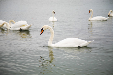 Wild swans at the sea 