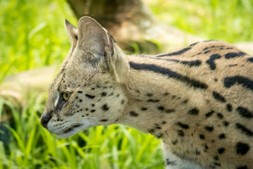 Serval Face Close Up