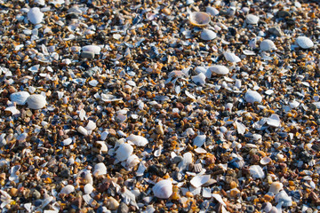 broken seashells