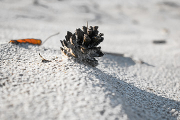 Pine cone on sand