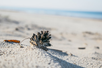 Pine cone on beach