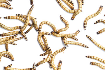 Giant mealworm of zophobasmorio on white background (Tenebrionidae)