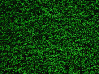 Backdrop of green leaves natural wall.