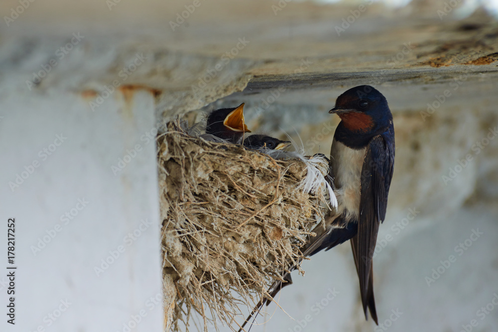 Wall mural nest of swallows. the swallows and martins, or hirundinidae, are a family of passerine birds found a