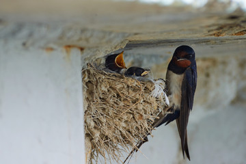 Nest of swallows. The swallows and martins, or Hirundinidae, are a family of passerine birds found...
