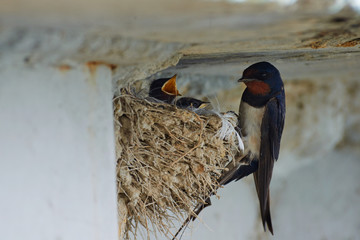 Nest of swallows. The swallows and martins, or Hirundinidae, are a family of passerine birds found around the world on all continents except Antarctica.