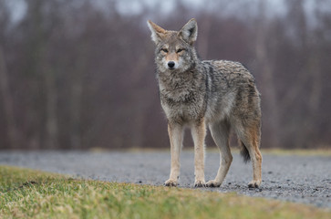Coyote