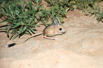 Jerboa / Jaculus. The jerboa are a steppe animal and lead a nocturnal life. Jerboas are hopping...