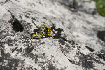 Raupe