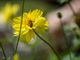 Standing bee on the flower with the pollen.