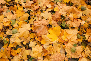 Maple leaves on grass.