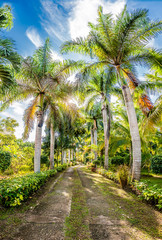 Fototapeta na wymiar Tropical palms