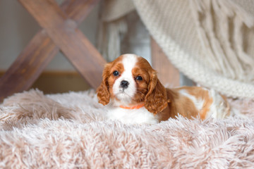 Cavalier King Charles Spaniel	
