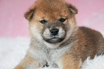 生後29日の柴犬の赤ちゃん