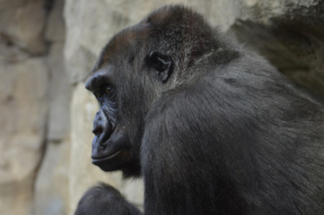 Gorilla