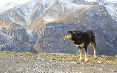 Czarny duży pies na tle gór w Gruzji. - obrazy, fototapety, plakaty