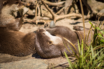 Otter With Favorite Rock