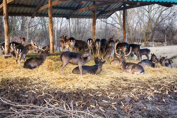 Naklejka premium Deer in the zoo