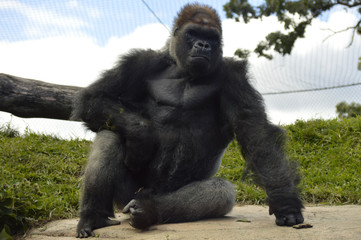 Gorilla