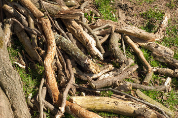 Fototapeta premium Twigs and branches upon the ground.