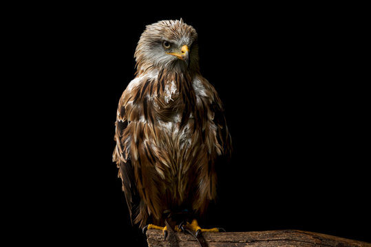 Greifvogel Hellenthal
