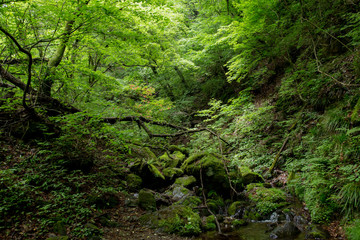Obraz premium 御嶽山
