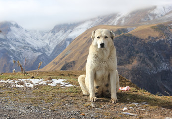 Biały, duży pies owczarek na tle gór. Gruzja