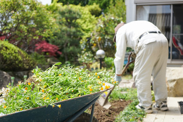 Elderly man planting a garden