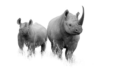 Photo artistique en noir et blanc de rhinocéros noir sauvage, Diceros bicornis. Mère et veau, isolés sur fond blanc avec une touche d& 39 environnement. Afrique du Sud, KwaZulu Natal.