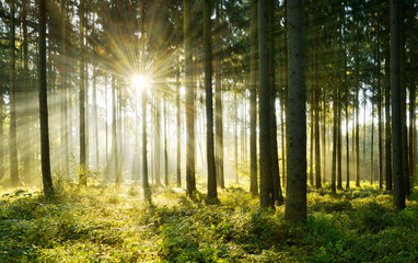 Naklejka premium Spruce Tree Forest, Sunbeams through Morning Fog