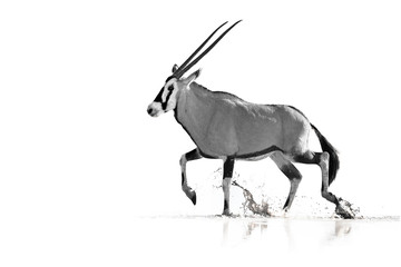 Photo artistique, noir et blanc d& 39 une grande antilope aux cornes spectaculaires, Gemsbok, Oryx gazella, marchant dans l& 39 eau, isolée sur fond blanc avec une touche d& 39 environnement. Kalahari, Afrique du Sud.