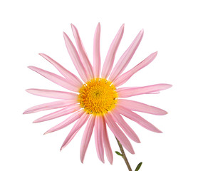 Stem with a single pink and yellow flower of hardy chrysanthemum isolated