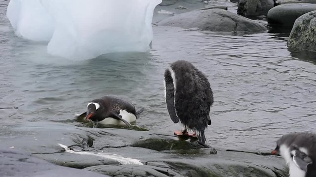 Gentoo Penguins chiks