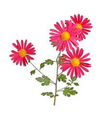 Stem with a several red and yellow flowers of hardy chrysanthemum isolated