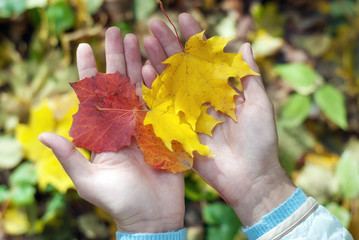 yellow dry leaves of autumn leaves