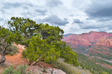 Colors and adventure at Zion National Park, Kolob Canyons Viewpoint, Utah, USA