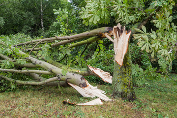 Sturmschaden am Baum nach Hurrikan oder Sturm