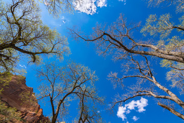 Colors and adventure at Zion National Park,  Emerald Pools Trails, The Grotto, Angels Landing, Utah, USA