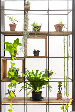 green plant bird nest fern pot to home decoration on metal shelf