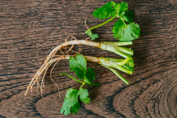 Coriander or Cilantro leaves with root on wood background