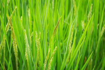 Fototapeta na wymiar green rice plant for nature asian agriculture background