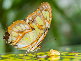 Obraz premium Malachitfalter, Siproeta stelenes, exotischer Schmetterling